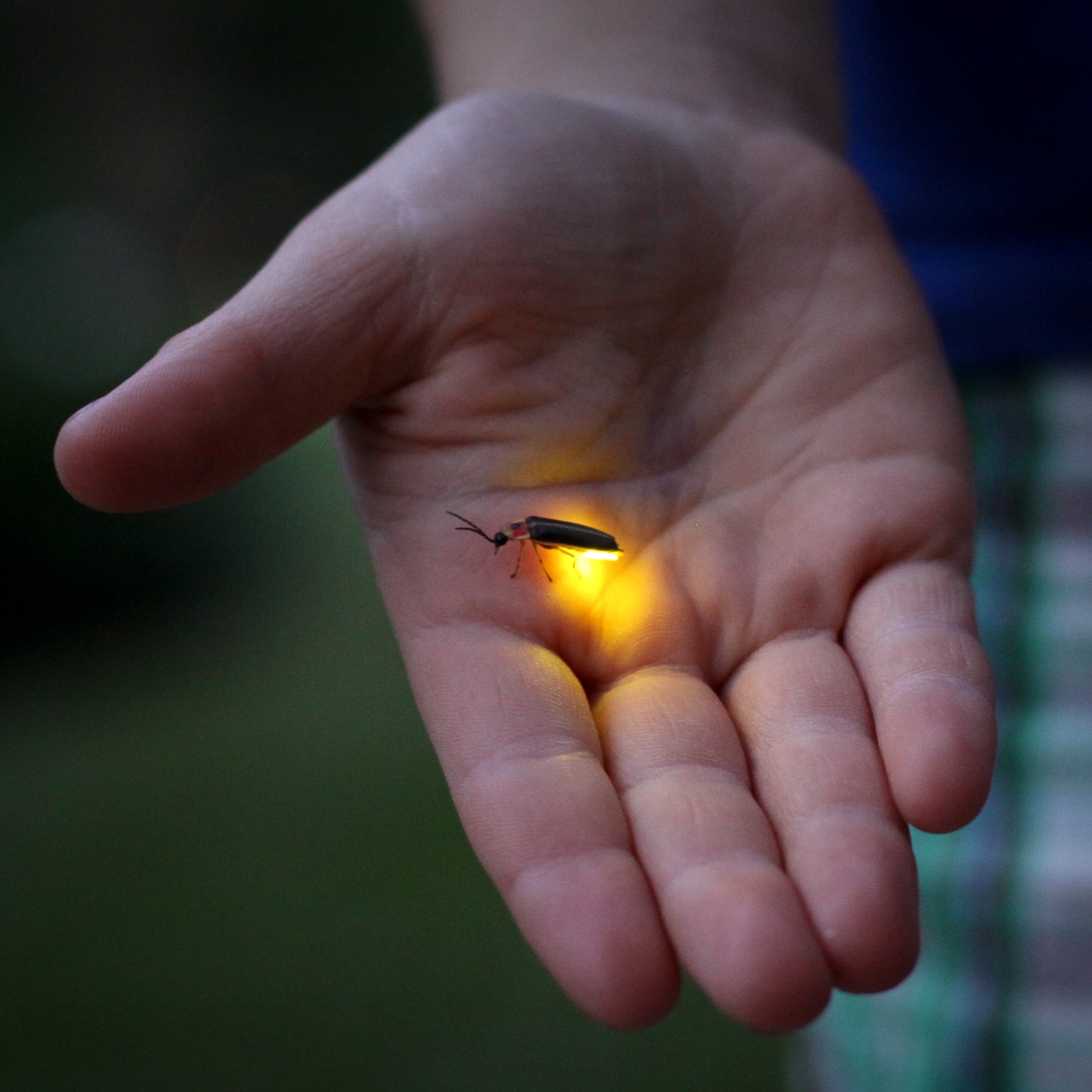 Firefly-in-hand_ Jessica Lucia-flickr-CC-BY-NC.jpg