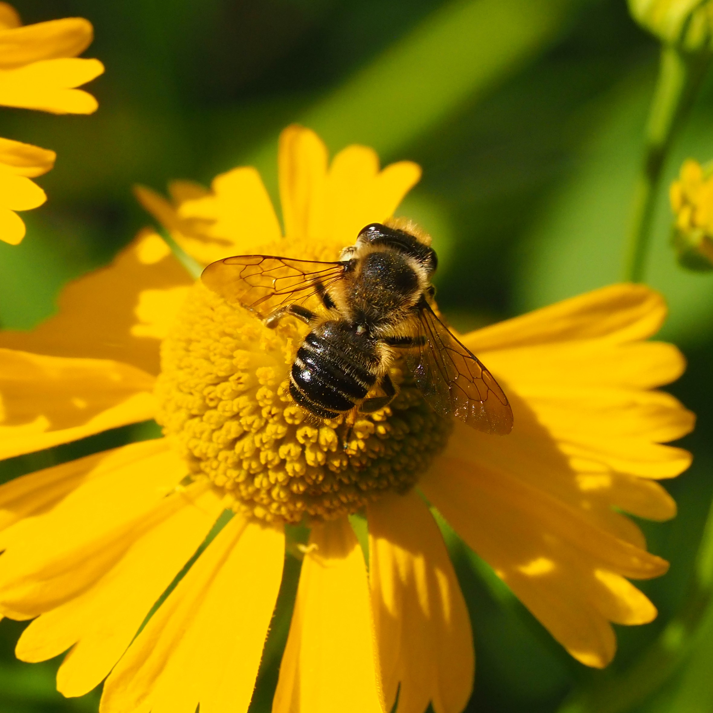 P8316474 green sweet bee and leafcutter bee on Helenium autumnale NLAdamson (2).JPG